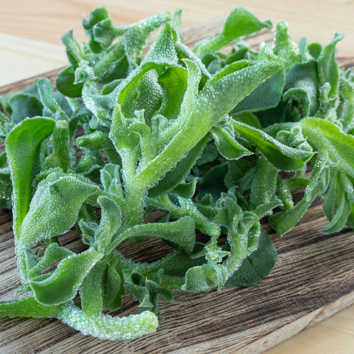 ice plant succulent edible Ice Plant Crystal Leaf – Green Harvest