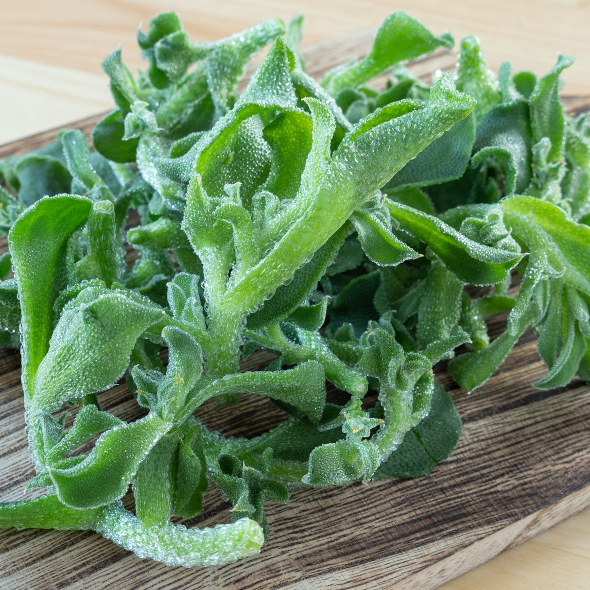 Ice Plant Crystal Leaf