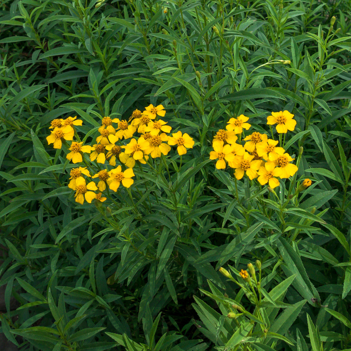 Mexican Tarragon