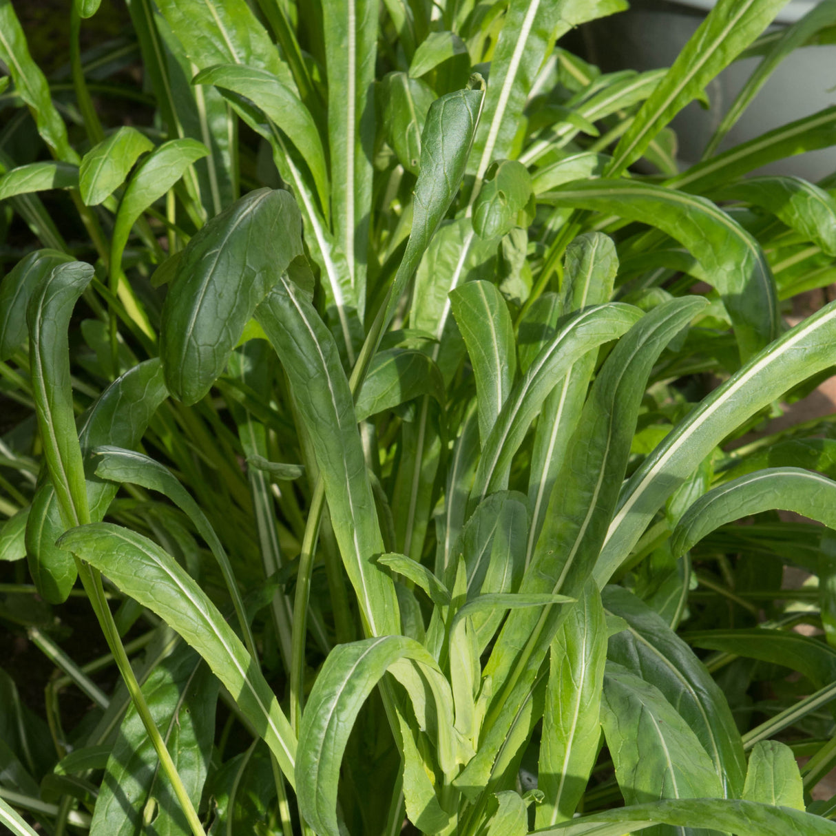 Mibuna