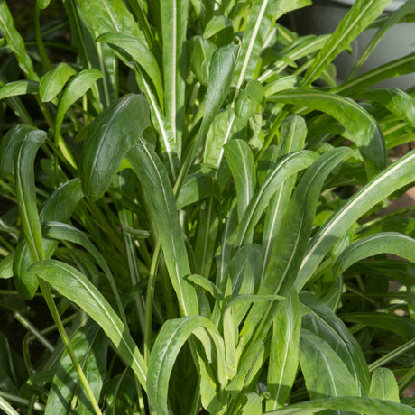 Mibuna