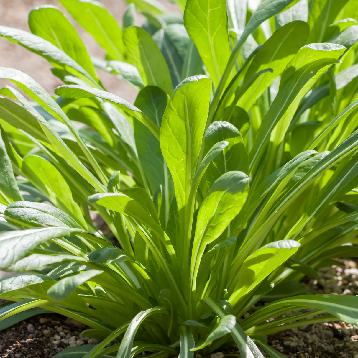Mibuna