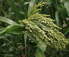 Millet 'French White'