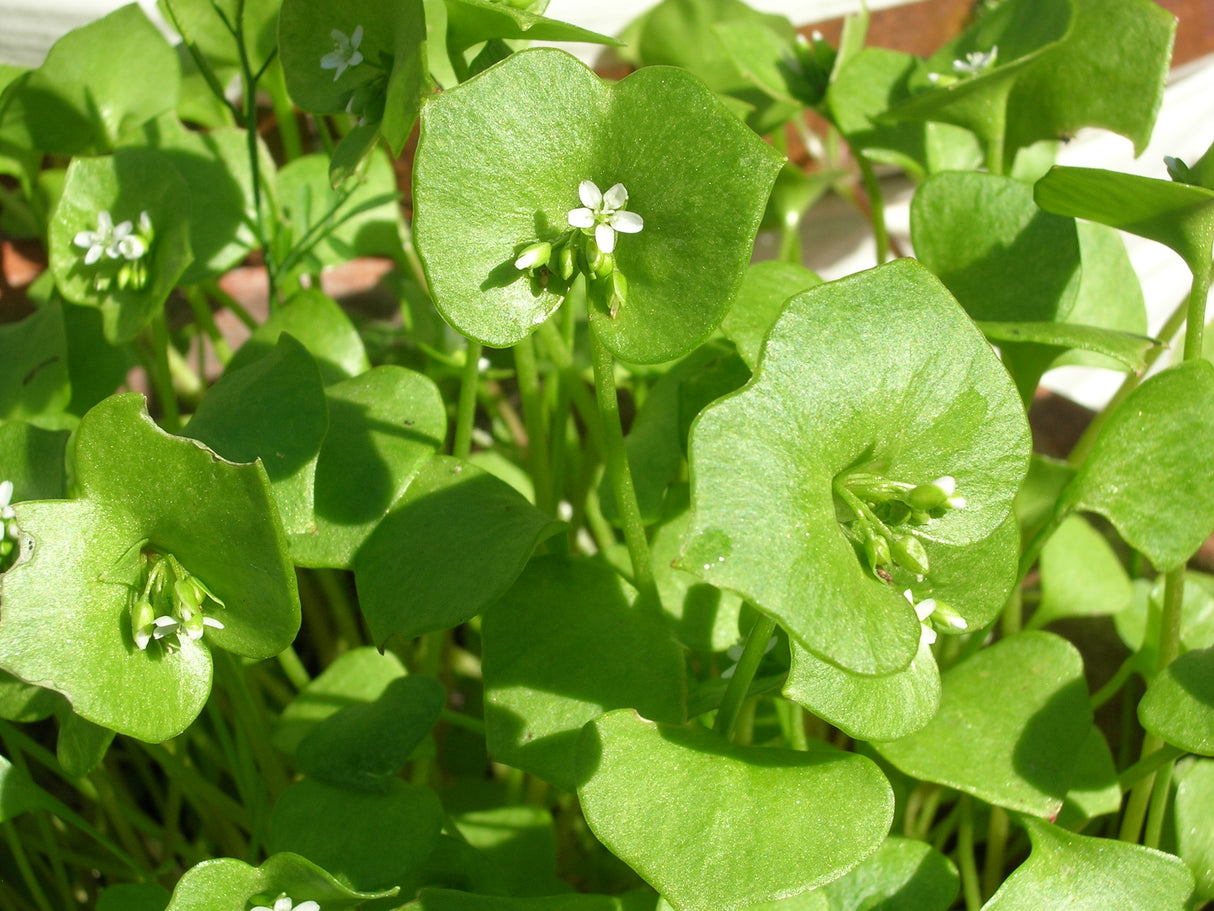 Miner's Lettuce