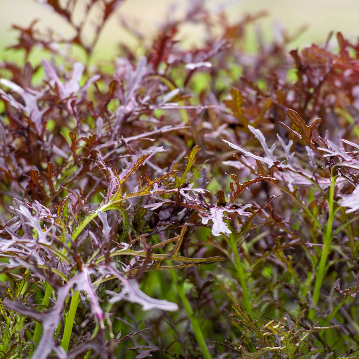 Mizuna Purple