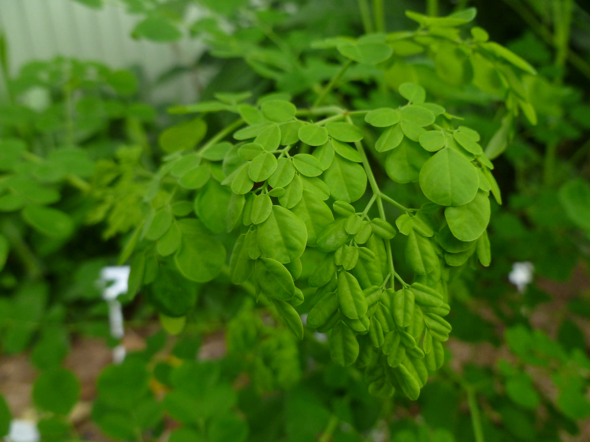 Moringa