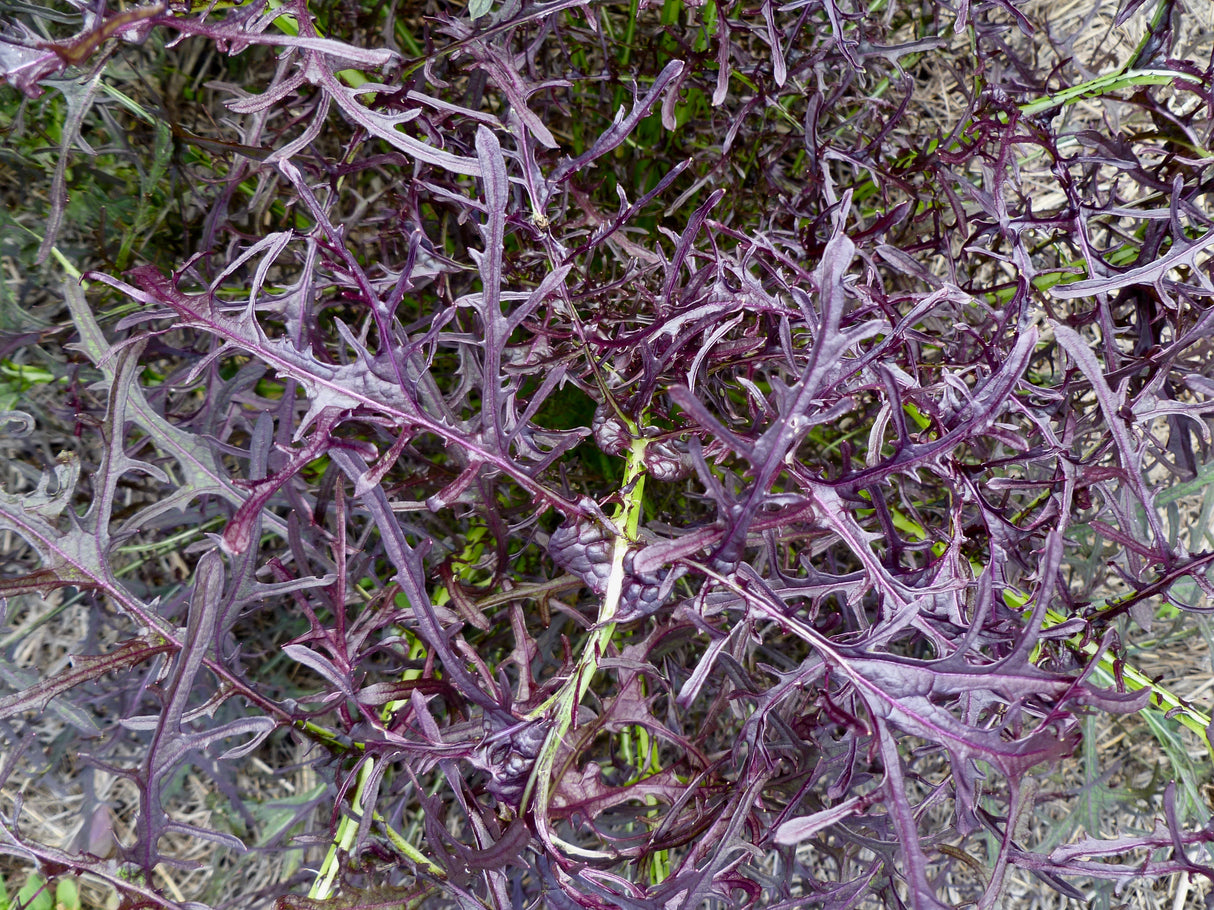 Mustard 'Ruby Streaks'