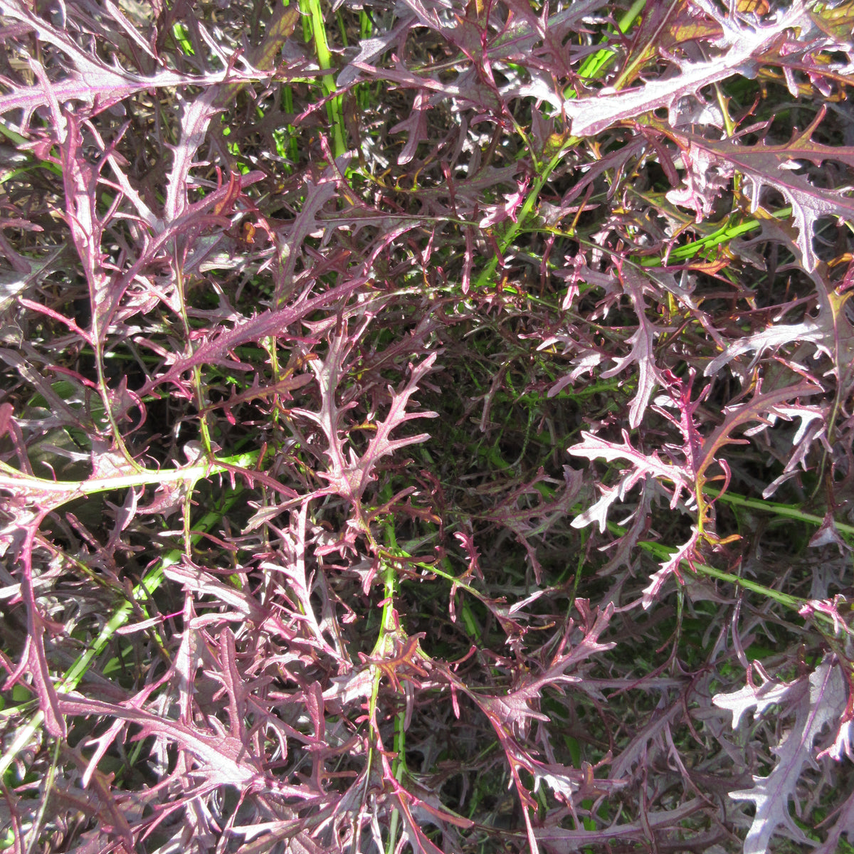 Mustard 'Ruby Streaks' – Green Harvest