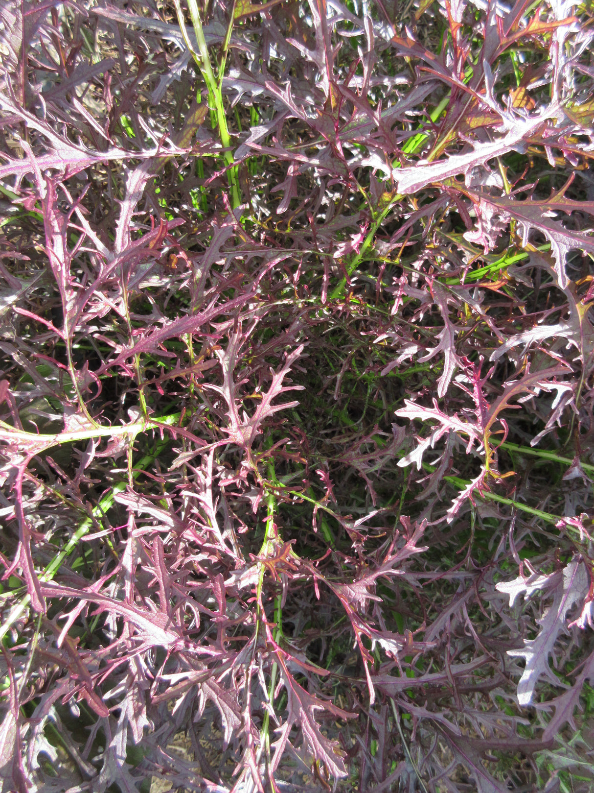 Mustard 'Ruby Streaks'