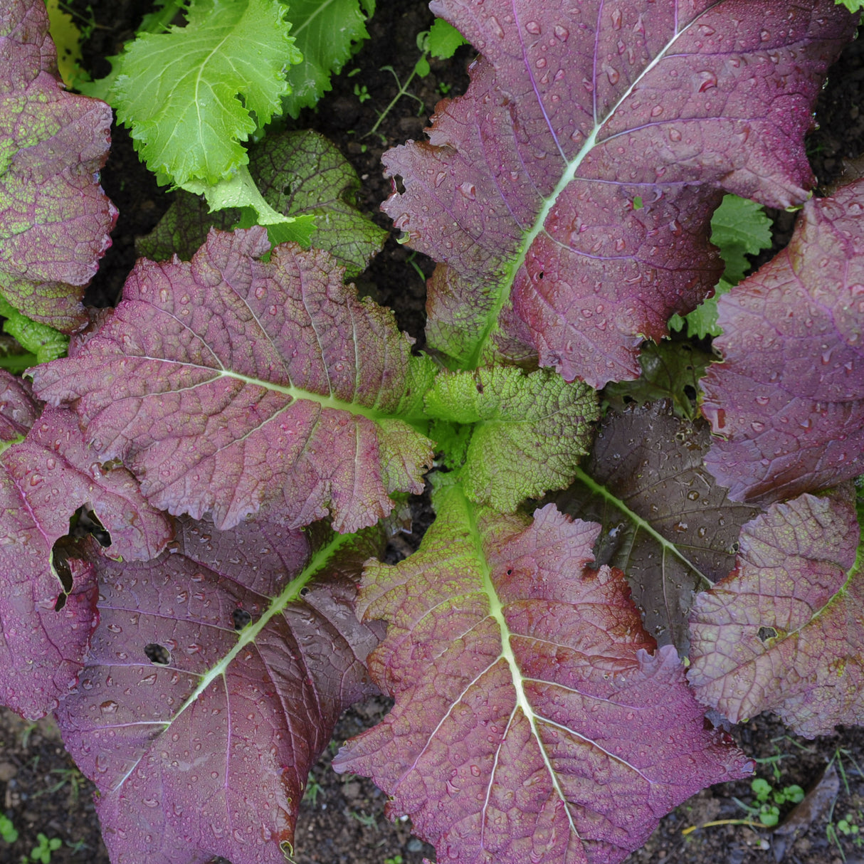 Mustard 'Red Giant'