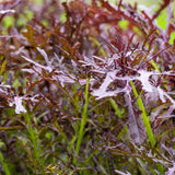 Mustard 'Ruby Streaks'