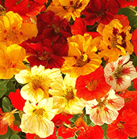 Nasturtium 'Jewel Mix Double'