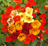 Nasturtium 'Jewel Mix Double'