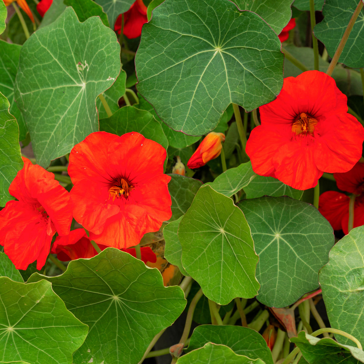 Nasturtium 'Empress Of India'