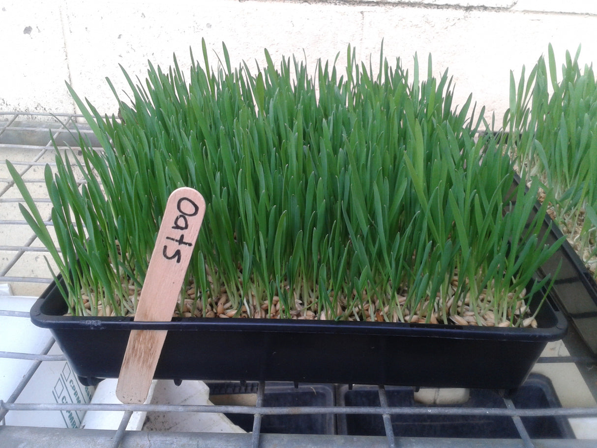 Oatgrass Microgreens