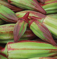 Okra 'Hill Country Red'