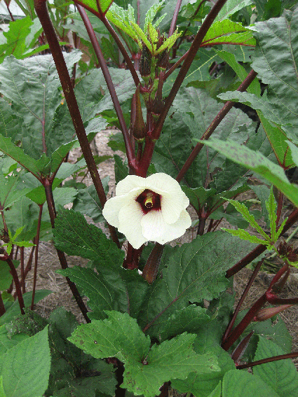 Okra 'Red'