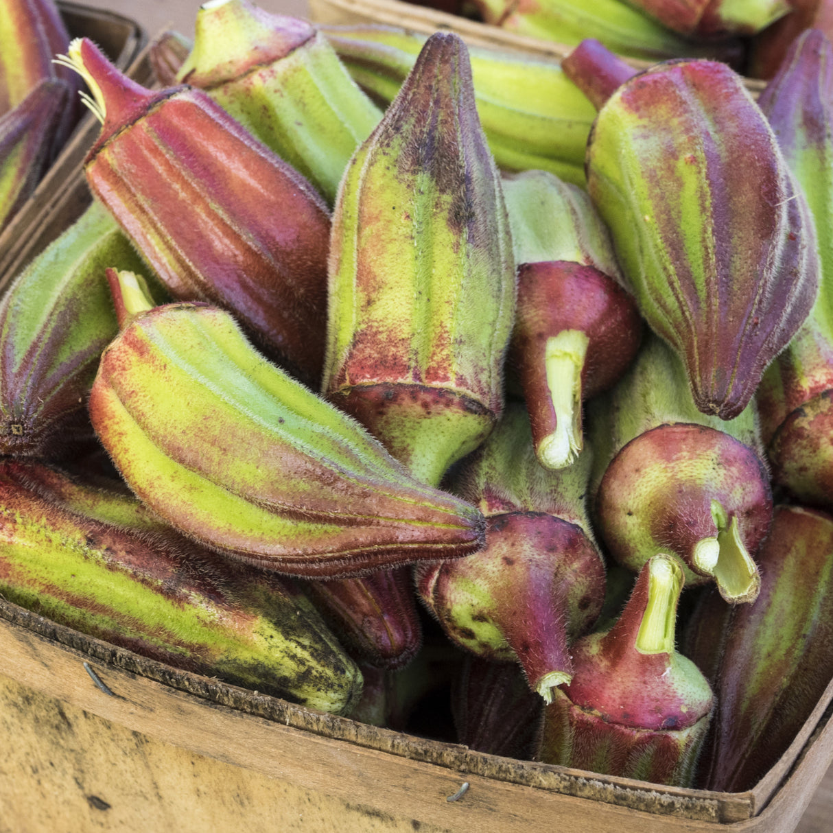 Okra 'Hill Country Red'