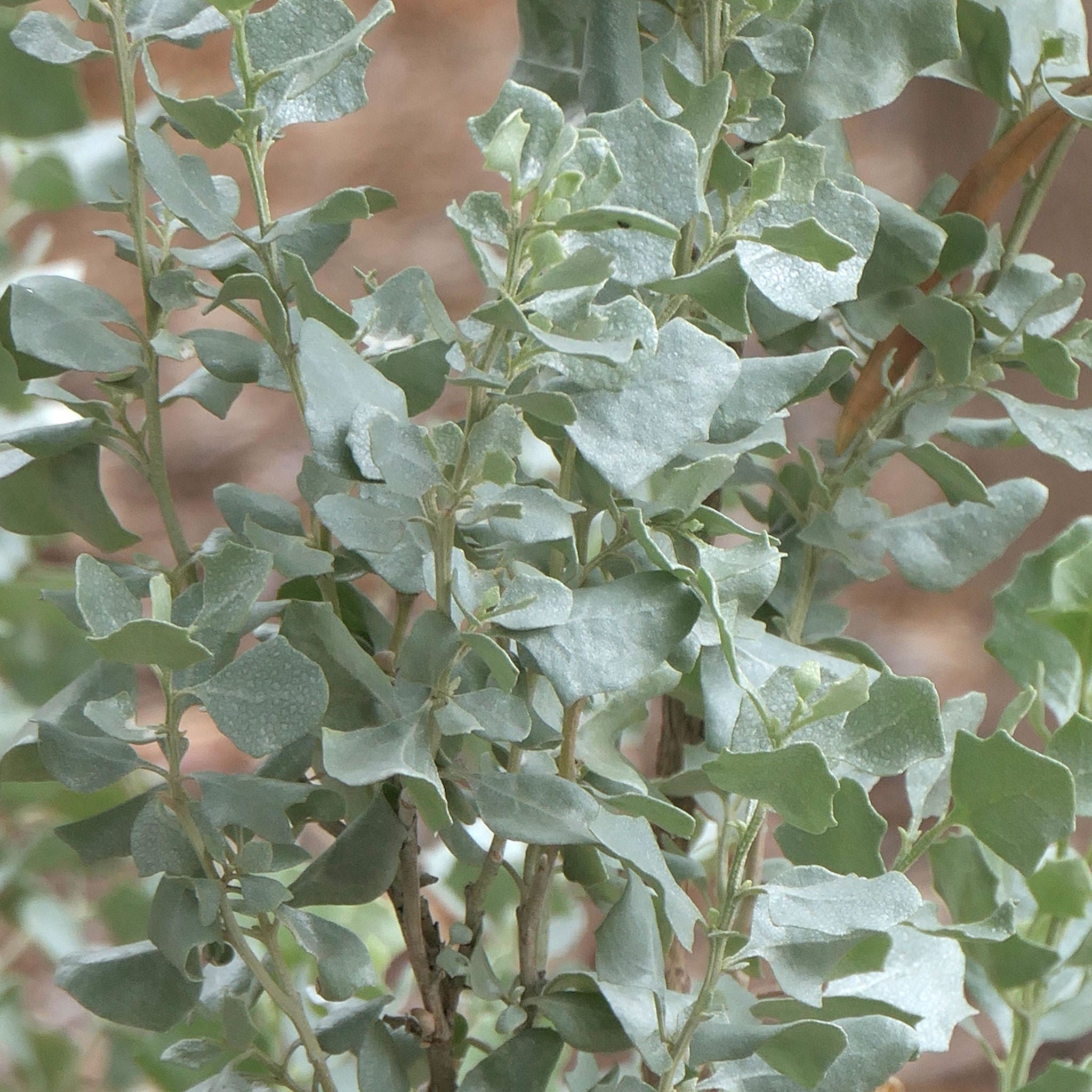 Saltbush Old Man – Green Harvest