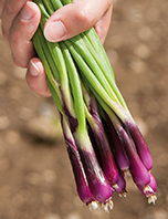 Onion Welsh 'Deep Purple'