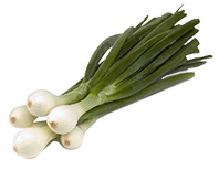 Onion 'Early White Grano'