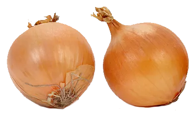 Onion 'Golden Brown'