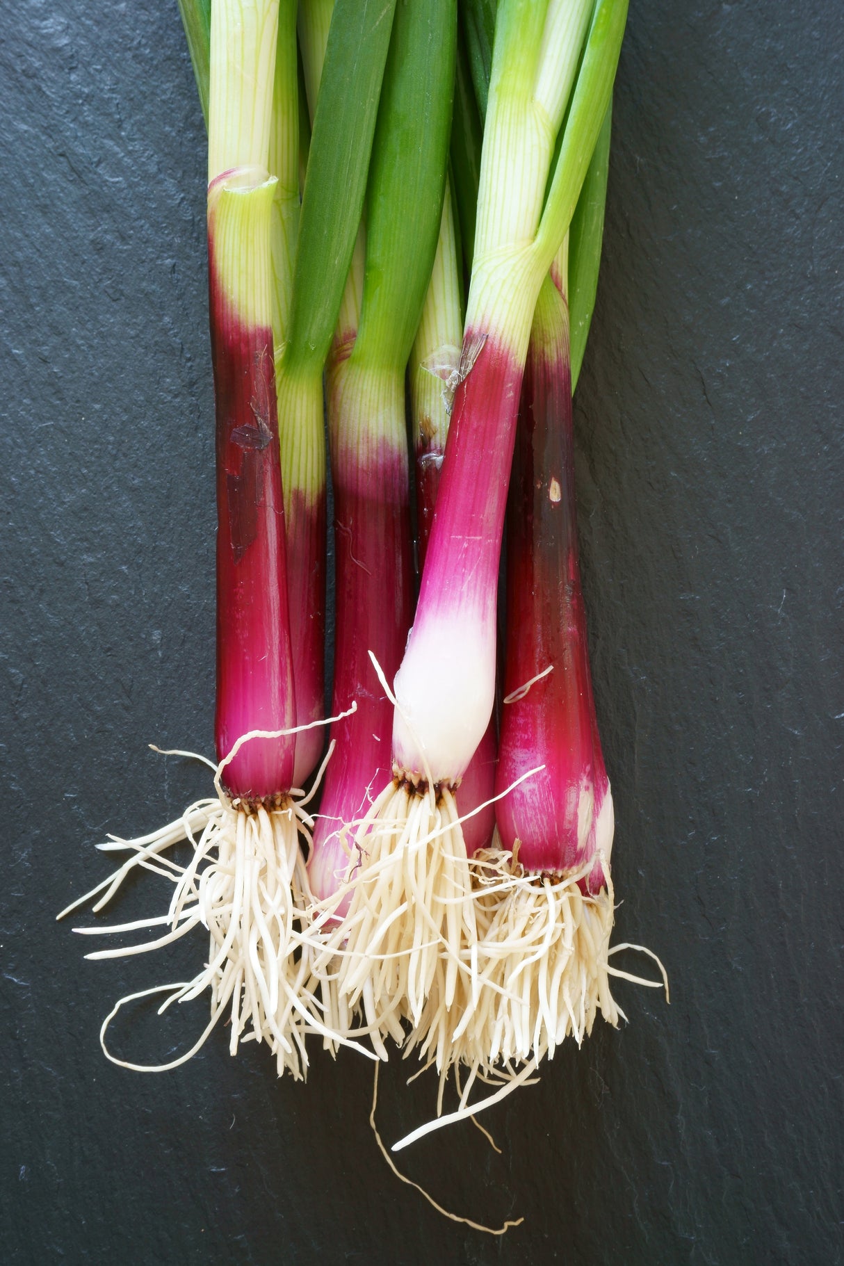 Onion 'Red Beard'