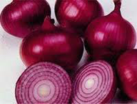 Onion 'Red Creole'