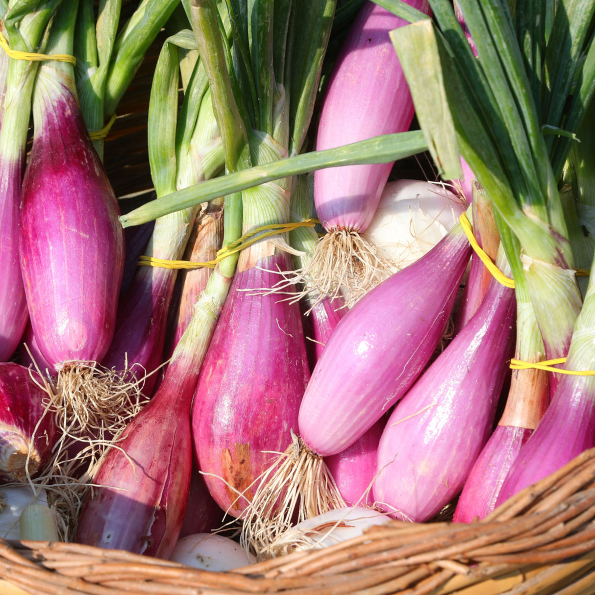 Onion 'Long Tropea Red'