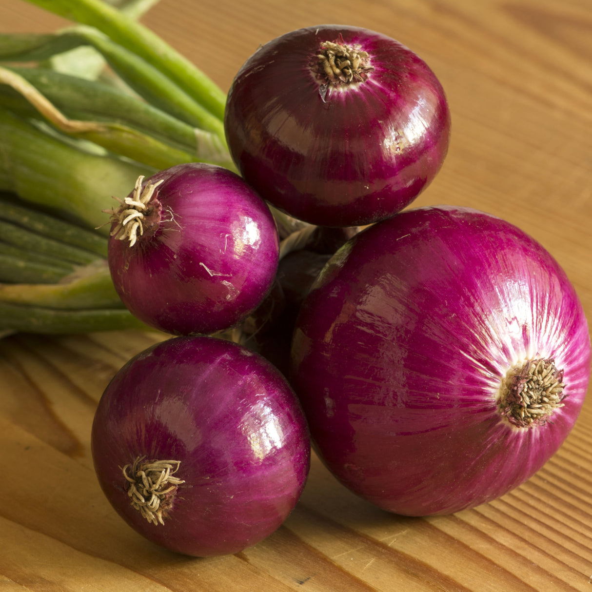 Onion 'Mini Purplette'