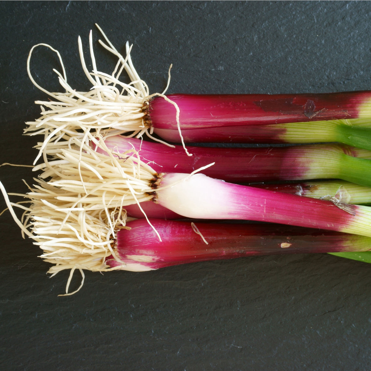 Onion 'Red Beard'