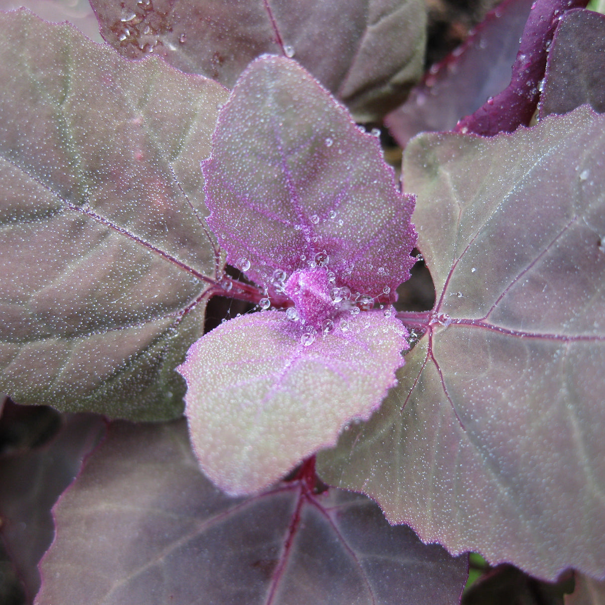 Orach 'Ruby Red'