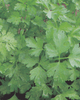 Parsley 'Italian'