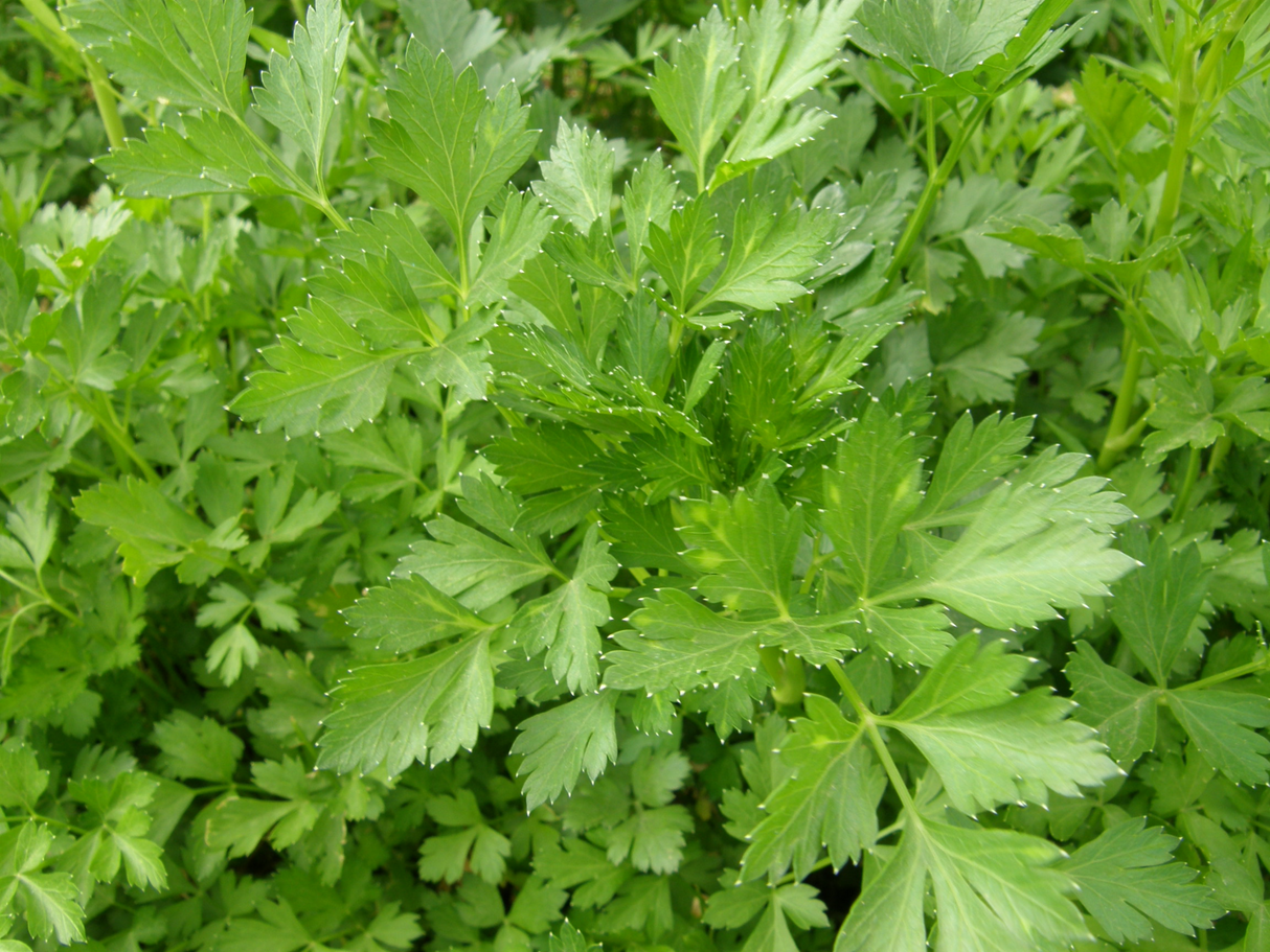 Parsley 'Italian'