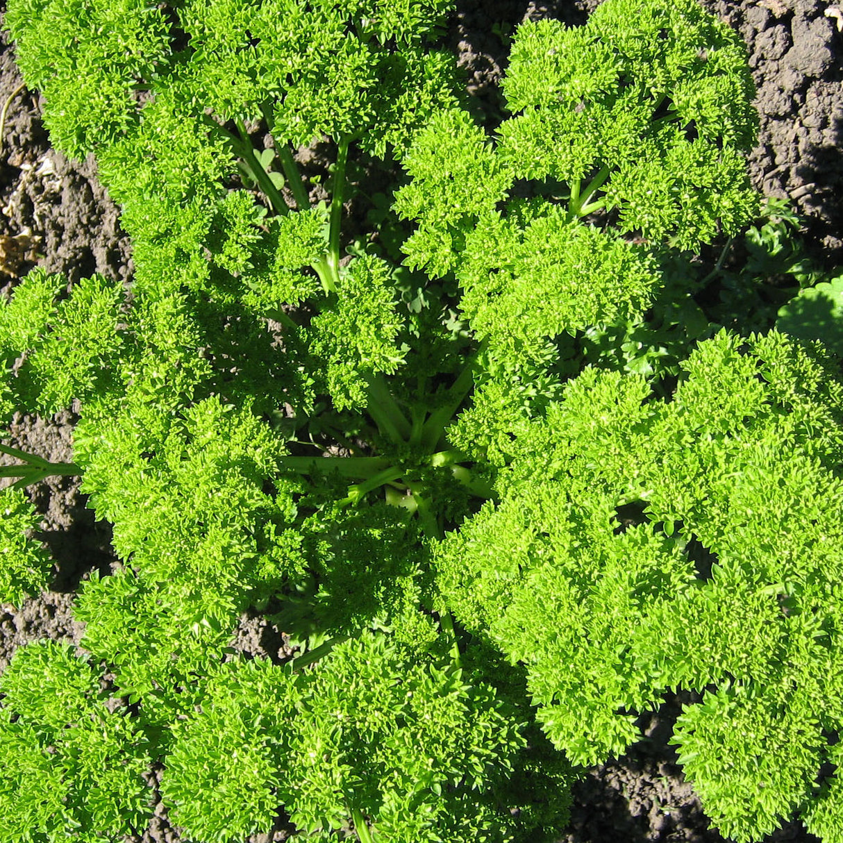 Parsley 'Triple Curl'