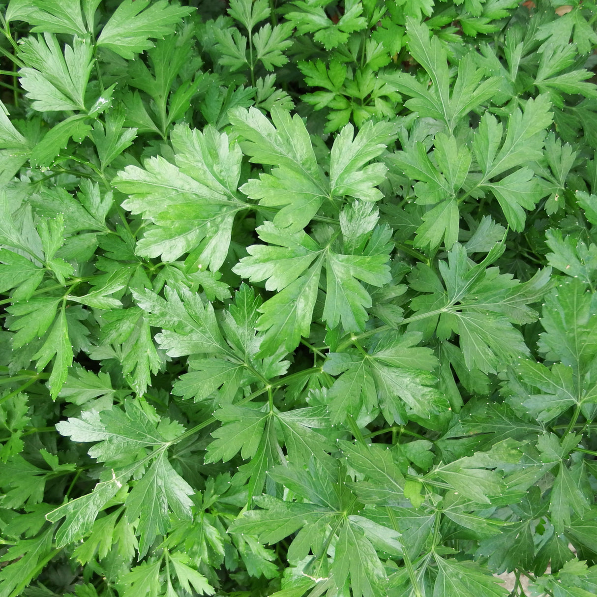 Parsley 'Giant Of Italy'