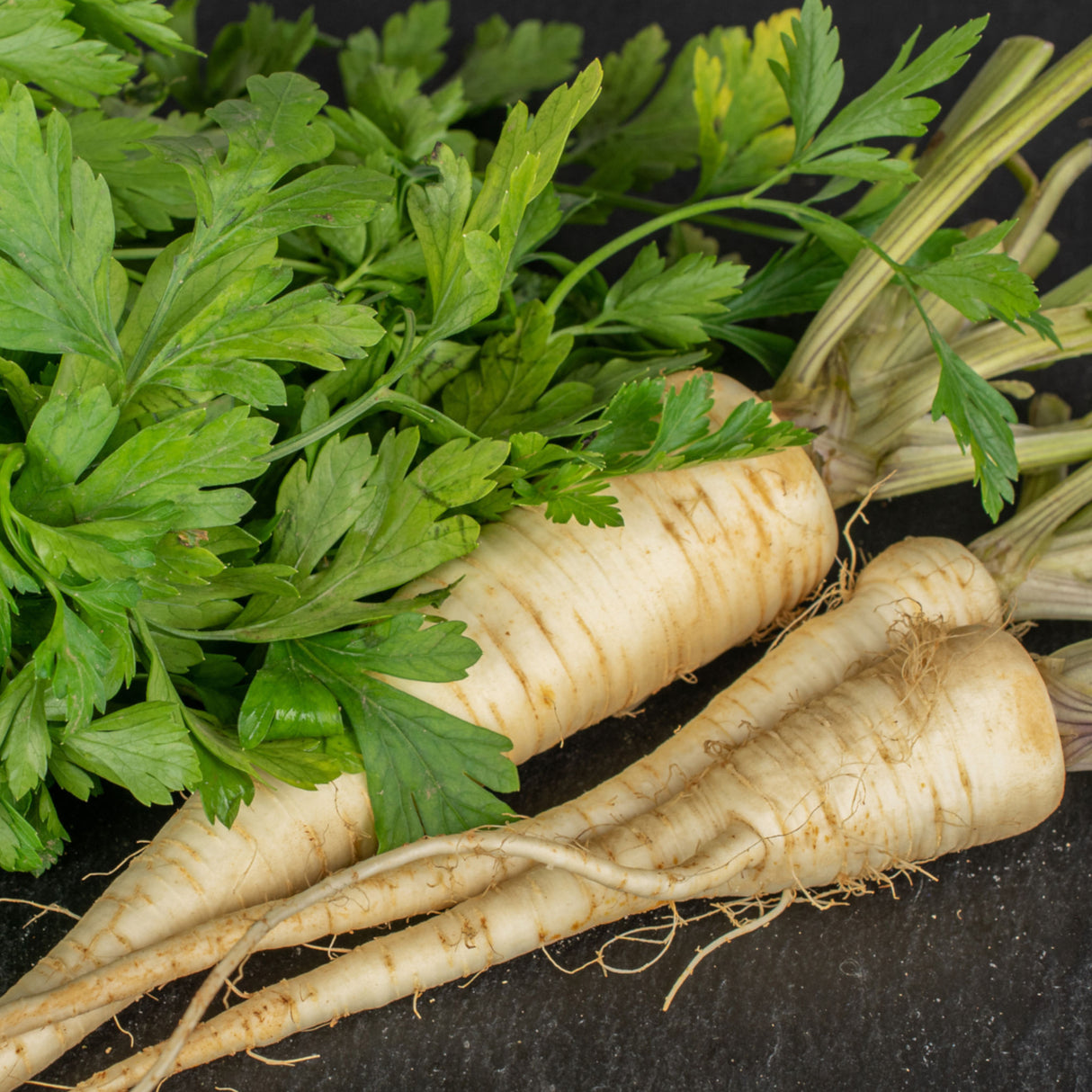 Parsley Hamburg Root 'Arat'