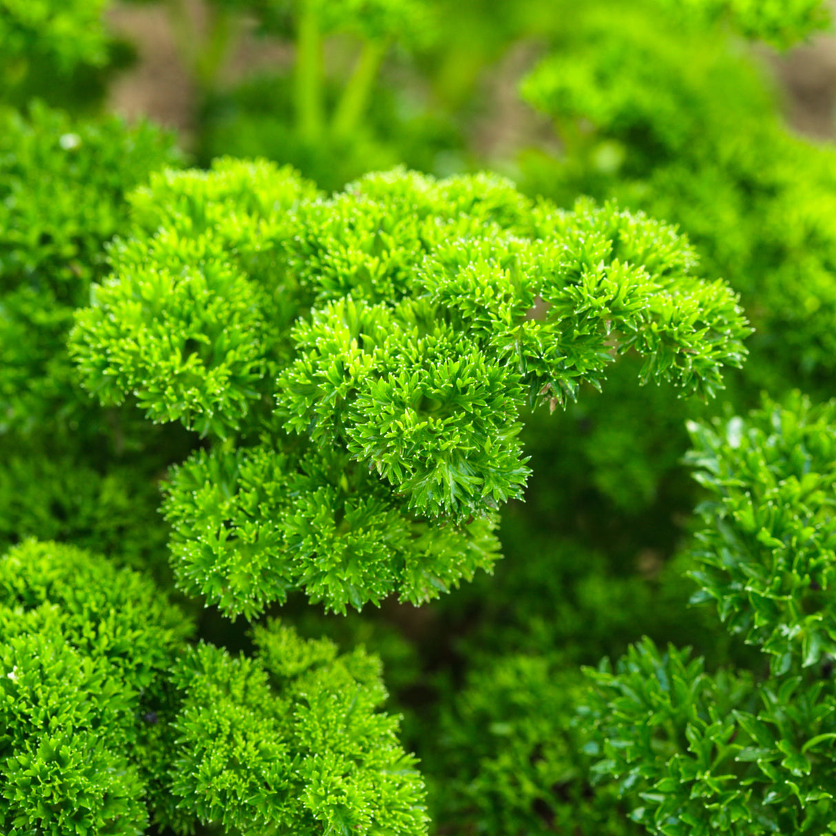 Parsley 'Triple Curl'