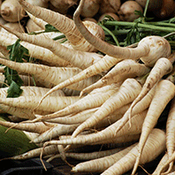 Parsnip 'Hollow Crown'