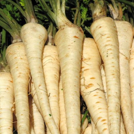 Parsnip 'Melbourne Whiteskin'