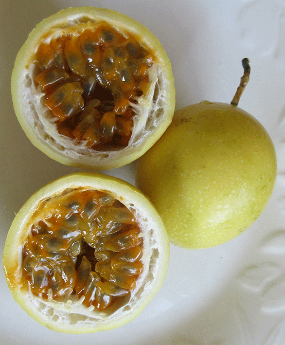 Passionfruit 'Panama Gold'