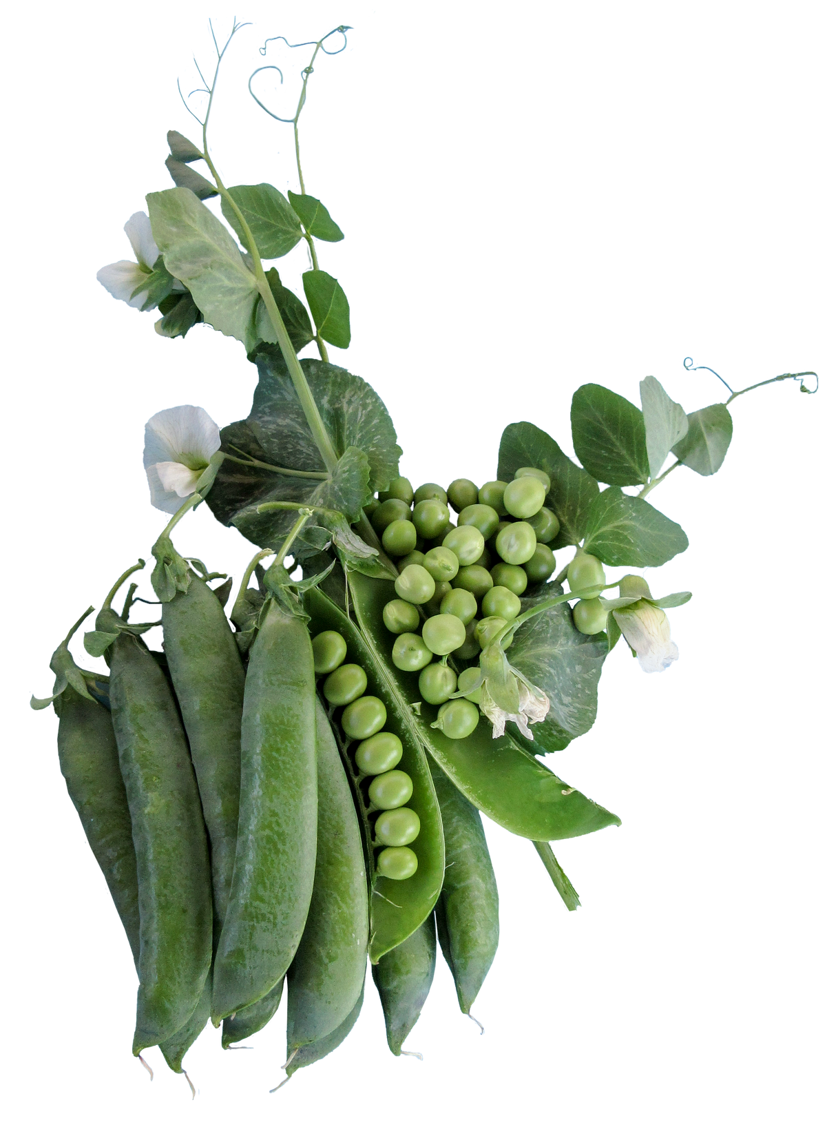 Pea 'Greenfeast'