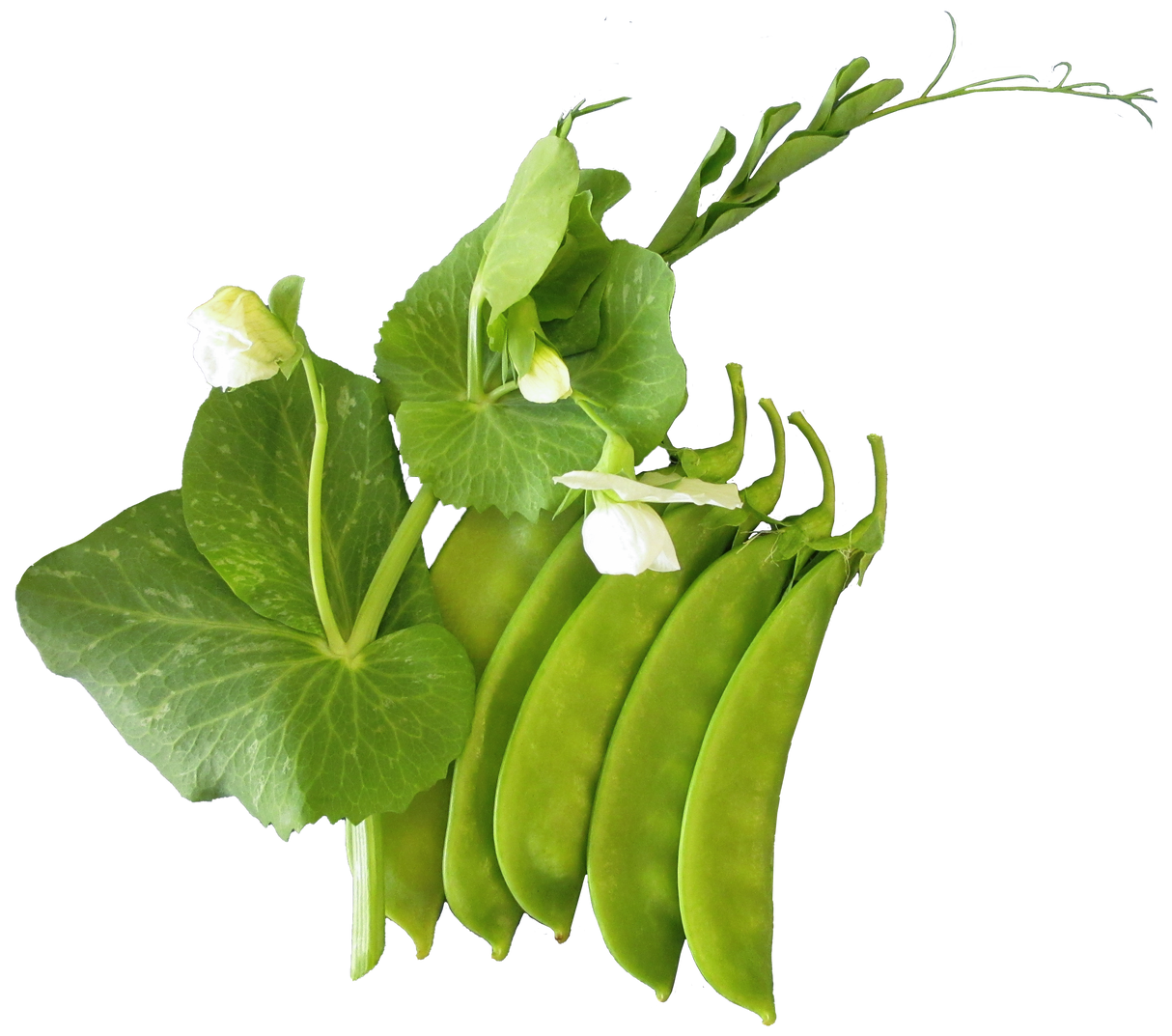 Snowpea 'Melting Mammoth'