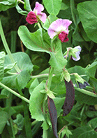 Pea 'Purple Podded'