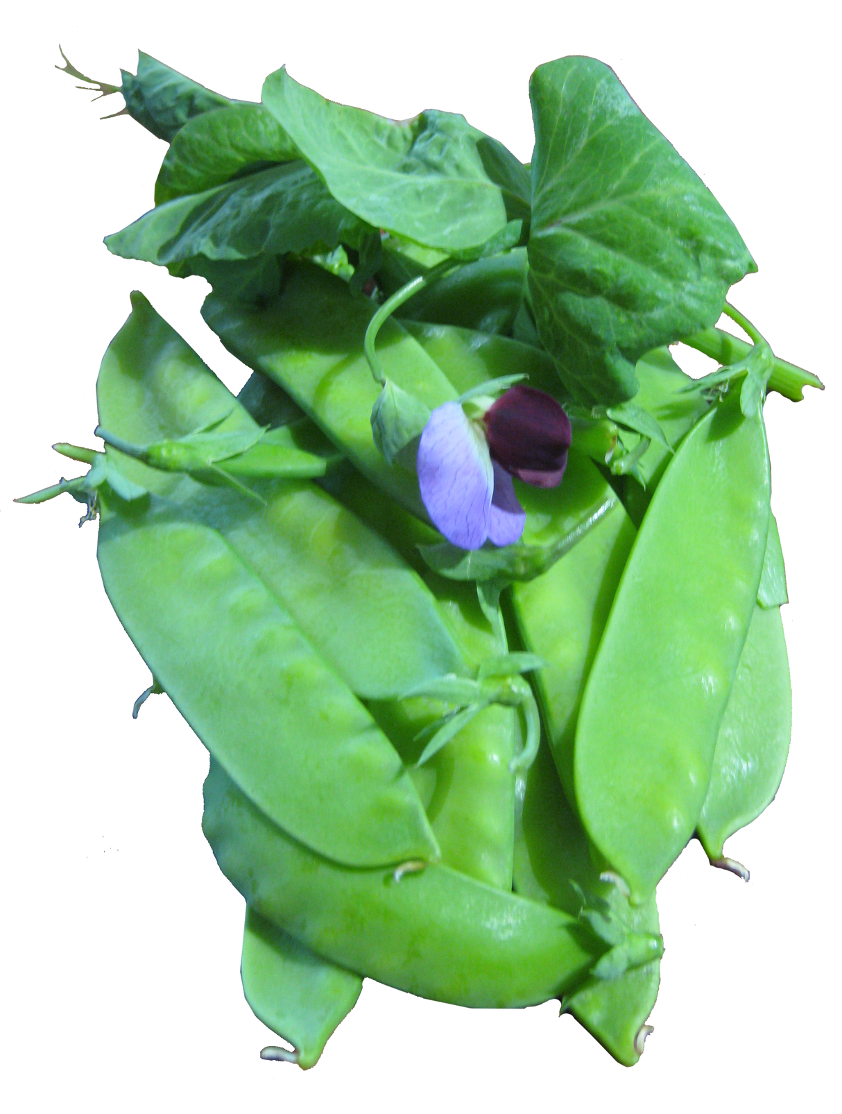 Pea Snowpea 'Yakumo'