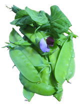 Pea Snowpea 'Yakumo'