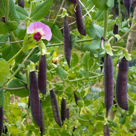 Pea 'Purple Podded'