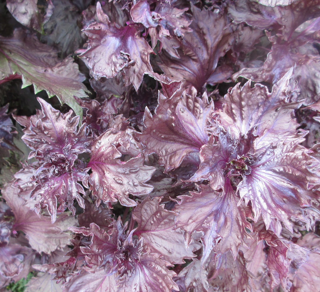 Perilla 'Red Shiso'