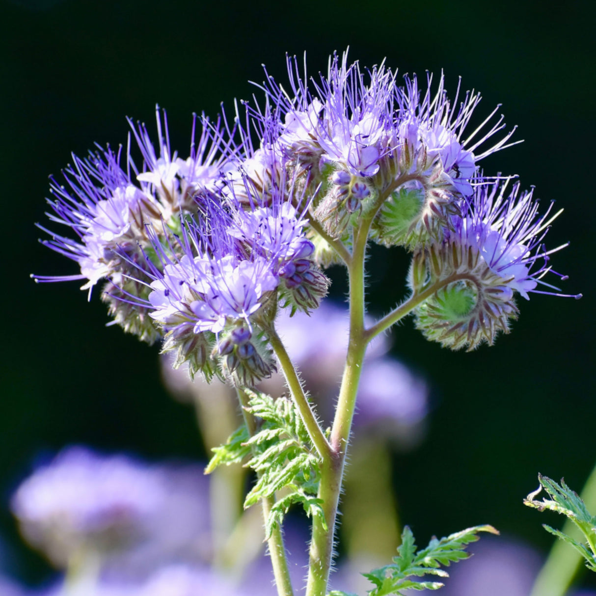 Phacelia