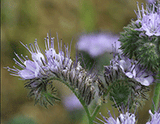 Phacelia